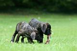 CANE CORSO 1175